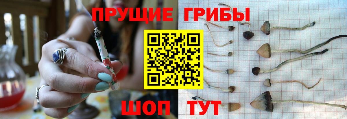 Галлюциногенные грибы Psilocybe  как найти наркотики  Вход с VPN  Брянск  Галлюциногенные грибы ЛСД 